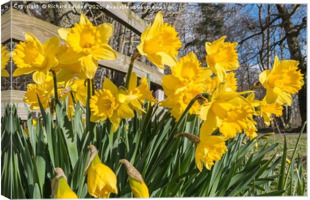 Spring Cheer - Daffodils Canvas Print by Richard Laidler