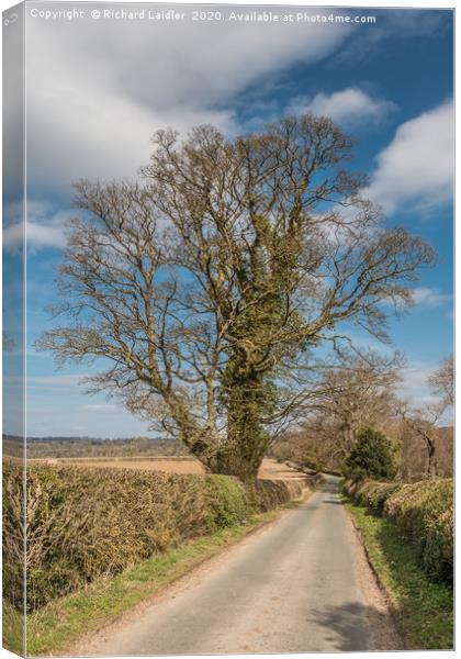 Sycamore Silhouette Canvas Print by Richard Laidler