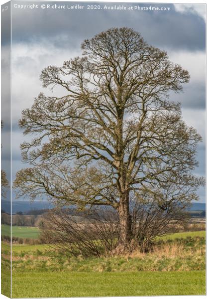 Solitary Sycamore Silhouette Canvas Print by Richard Laidler