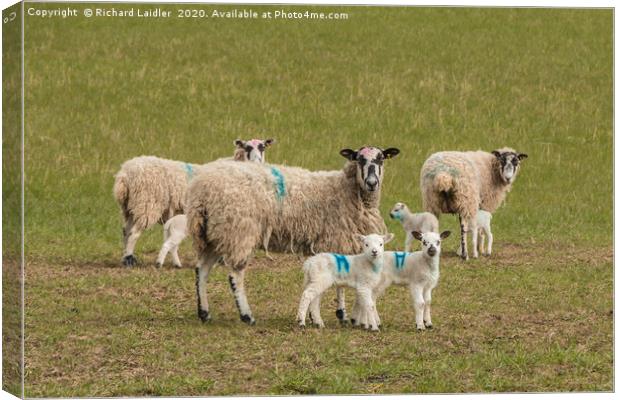Texel Cross Mums and Youngsters Canvas Print by Richard Laidler