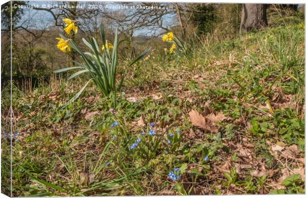 Spring Cheer - Daffoldils and Forget Me Nots Canvas Print by Richard Laidler