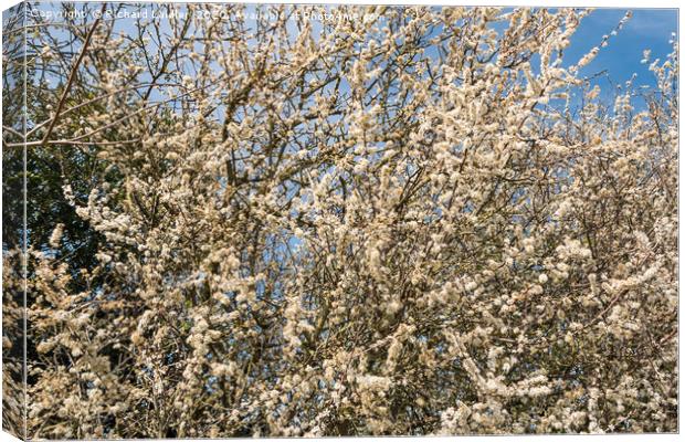 Spring Cheer - Blackthorn Bush in Full Bloom Canvas Print by Richard Laidler
