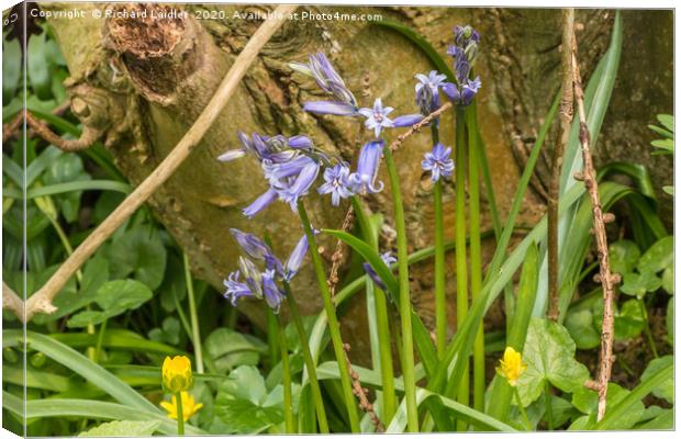 First Bluebells of the Season Canvas Print by Richard Laidler
