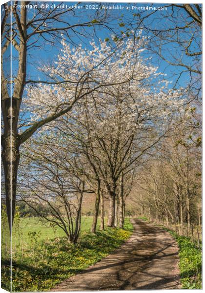 Spring Cheer - Flowering Wild Cherry Canvas Print by Richard Laidler