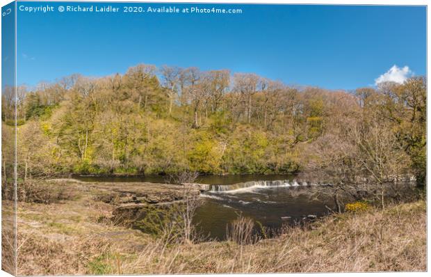 The River Tees at Whorlton in Spring Sunshine Canvas Print by Richard Laidler