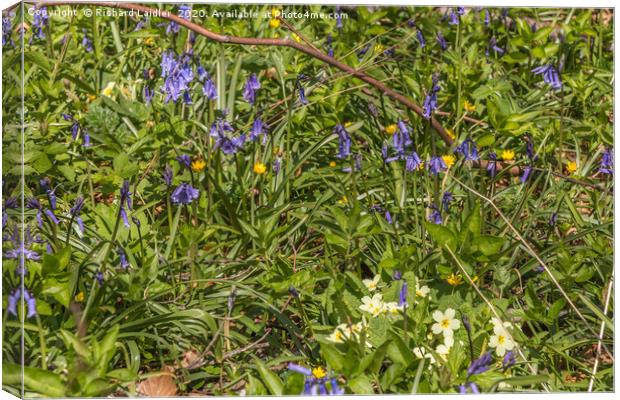 Spring Cheer - Bluebells and Primroses Canvas Print by Richard Laidler