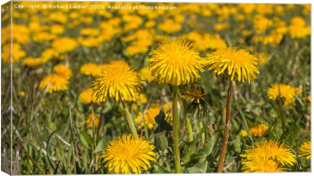 Spring Cheer - Dandelions Canvas Print by Richard Laidler