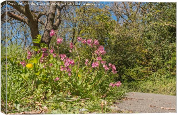 Spring Cheer - Red Campion Canvas Print by Richard Laidler