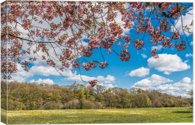 Spring Meadow at Whorlton, Teesdale Canvas Print by Richard Laidler