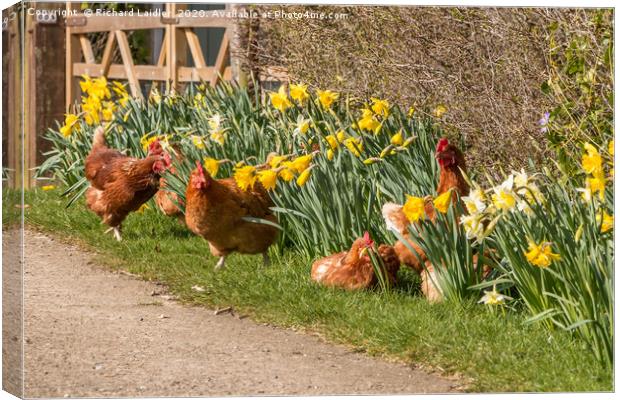 Spring Chickens Canvas Print by Richard Laidler