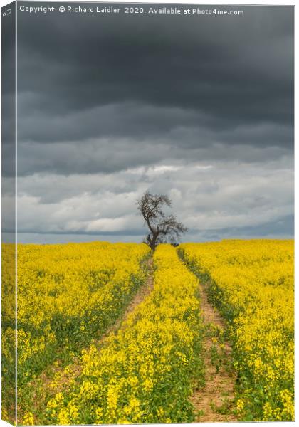 Dramatic Light and Oil Seed Rape Canvas Print by Richard Laidler