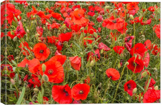 A Sea of Poppies Canvas Print by Richard Laidler