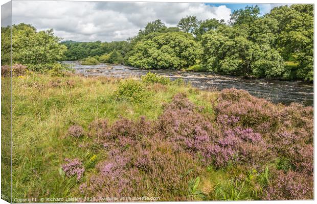 Heather in flower on the River Tees riverbank Canvas Print by Richard Laidler