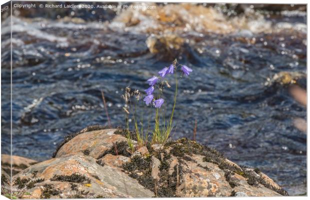 Harebells on the Riverbank Canvas Print by Richard Laidler