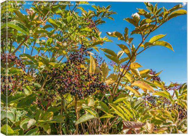 Hedgerow Fruits 2 Canvas Print by Richard Laidler