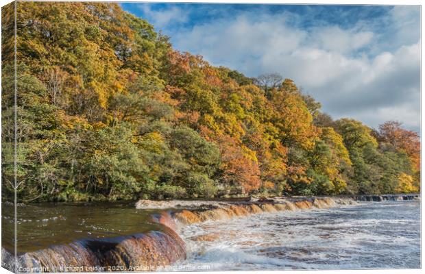 Autumn on the River Tees at Whorlton, Teesdale Canvas Print by Richard Laidler