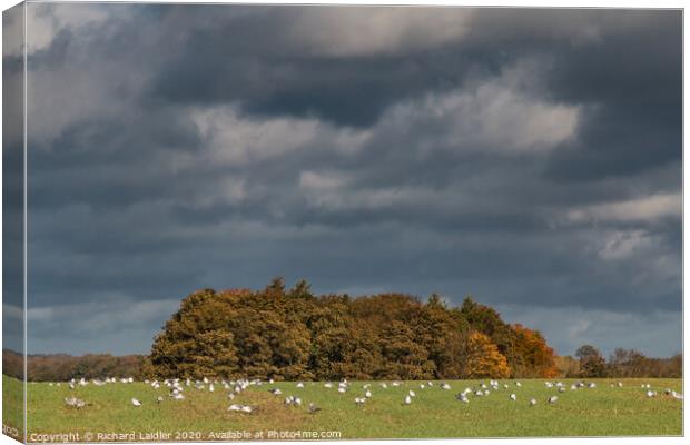 Autumn Scavengers Canvas Print by Richard Laidler