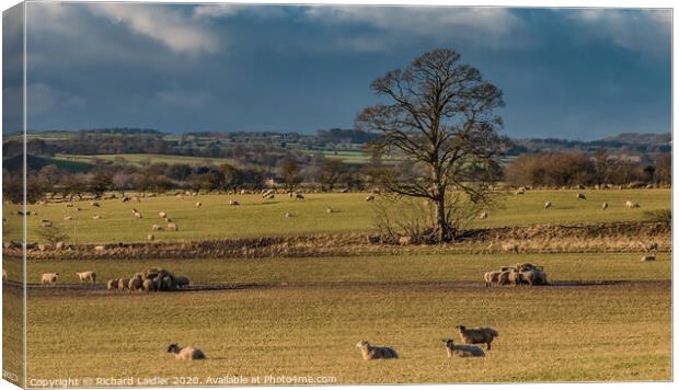 Winter Feeding and Grazing at Hutton Hall Farm Canvas Print by Richard Laidler