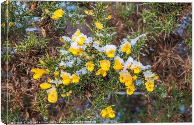 Flowering Gorse with Snow Canvas Print by Richard Laidler