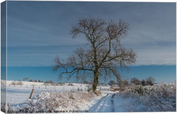 Park Lane, Hutton Magna, Teesdale in Snow Canvas Print by Richard Laidler