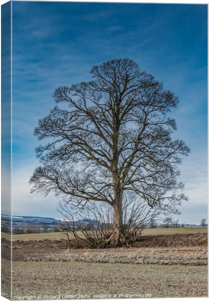 Hutton Hall Sycamore Silhouette 2 Canvas Print by Richard Laidler