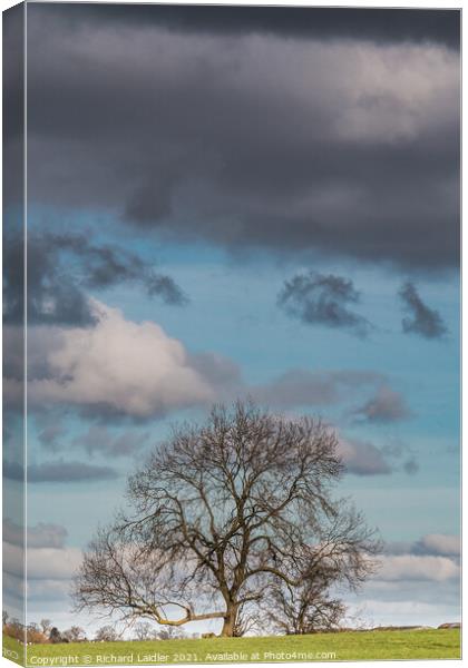 Bare Ash Tree under a Big Winter Sky Canvas Print by Richard Laidler