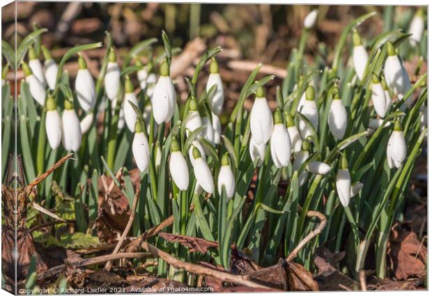 Flowering wild snowdrops Canvas Print by Richard Laidler