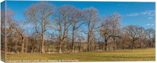 Winter Oaks Panorama Canvas Print by Richard Laidler