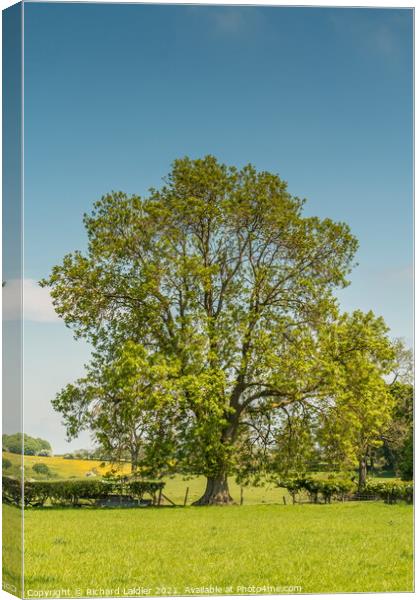 A mature Ash tree coming into leaf Canvas Print by Richard Laidler