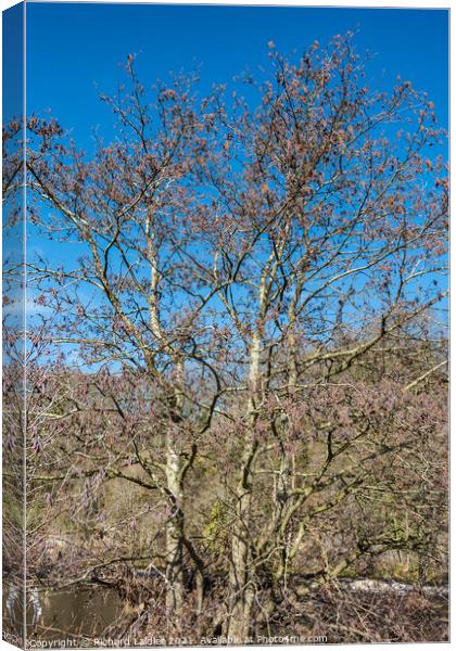 Alder Tree with Catkins Canvas Print by Richard Laidler
