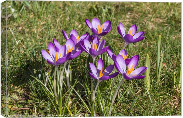 Spring Cheer - Flowering Purple Crocus  Canvas Print by Richard Laidler