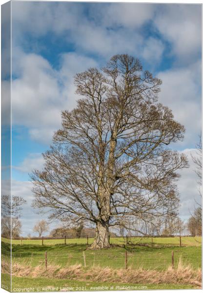 Hutton Hall Sycamore Silhouette Canvas Print by Richard Laidler