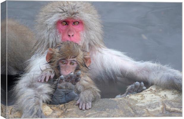 Snow monkey parent and child Canvas Print by Lensw0rld 