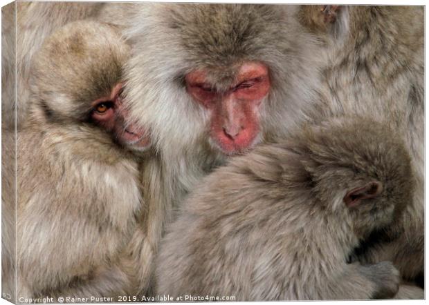 Japanese snow monkey family cuddling up Canvas Print by Lensw0rld 
