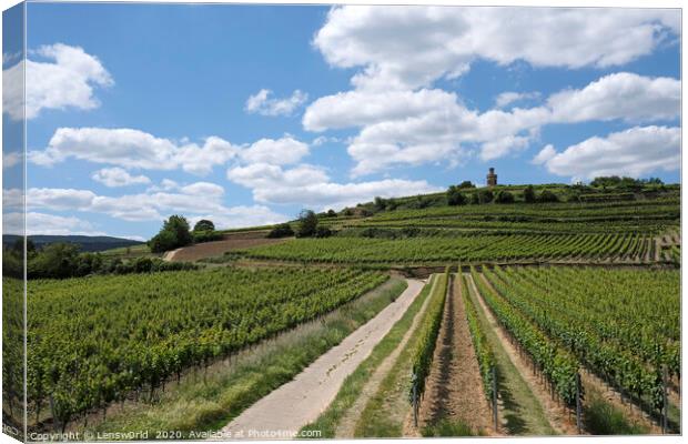 Beautiful vineyards near Wachenheim, Germany Canvas Print by Lensw0rld 