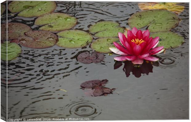 Lotus flower in a pond during rain Canvas Print by Lensw0rld 