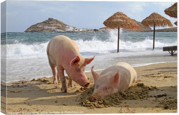 Two pigs lying at a beach on Mykonos Canvas Print by Lensw0rld 