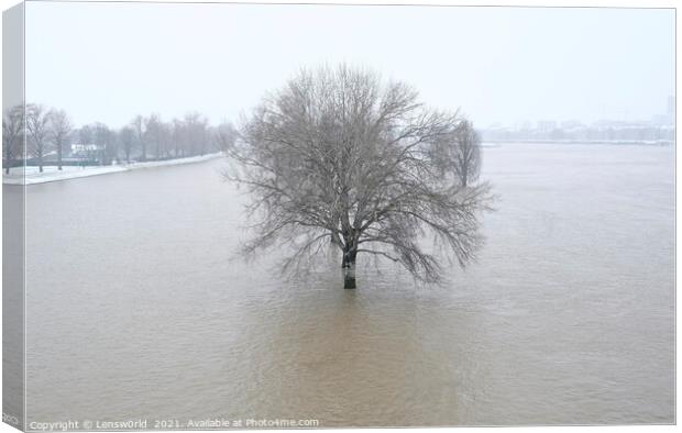 Lone tree during the flooding of the river Rhine i Canvas Print by Lensw0rld 