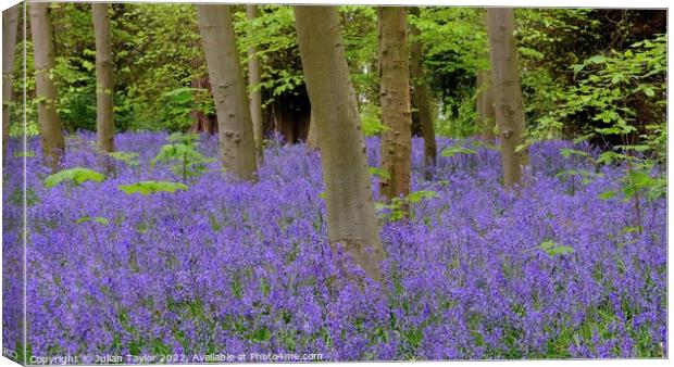 Bluebells in Spring Canvas Print by Jules Taylor