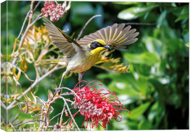 Yellow Tufted Honeyeater Canvas Print by Paul W. Kerr