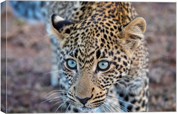 Getting up close ... a leopard takes a look Canvas Print by Paul W. Kerr