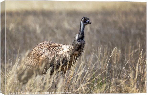 Old man emu ... Canvas Print by Paul W. Kerr