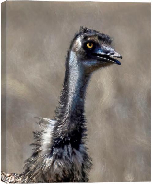 Old man emu ... Canvas Print by Paul W. Kerr
