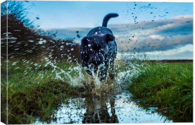 Labradors and puddles Canvas Print by David Wilson