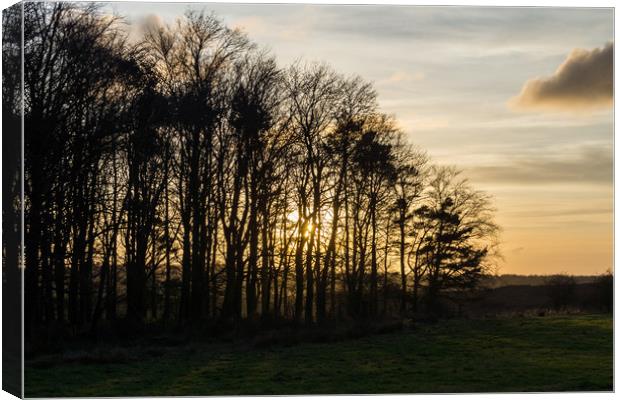 The Sunset Silhouette Canvas Print by David Wilson