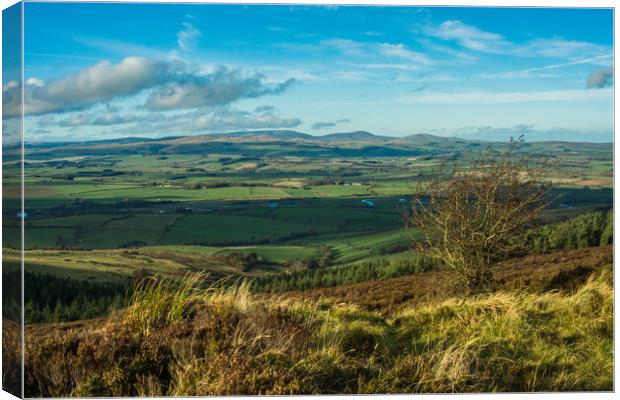 The Coquet valley Canvas Print by David Wilson