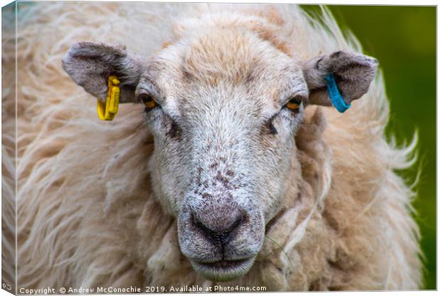 What ewe looking at.....? Canvas Print by Andrew McConochie