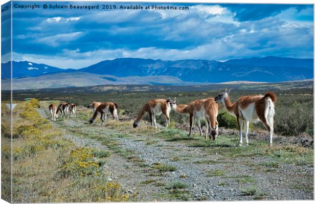 Wild alpacas in Argentina country Canvas Print by Sylvain Beauregard