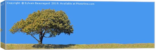 Lonely tree, panorama, left side, 3:1 Canvas Print by Sylvain Beauregard