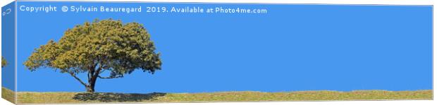Lonely tree, panorama, left side, 4:1 Canvas Print by Sylvain Beauregard